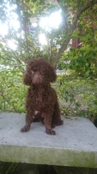 QUALITY TOY SIZED CHOCO POODLE FOR STUD SERVICE photo