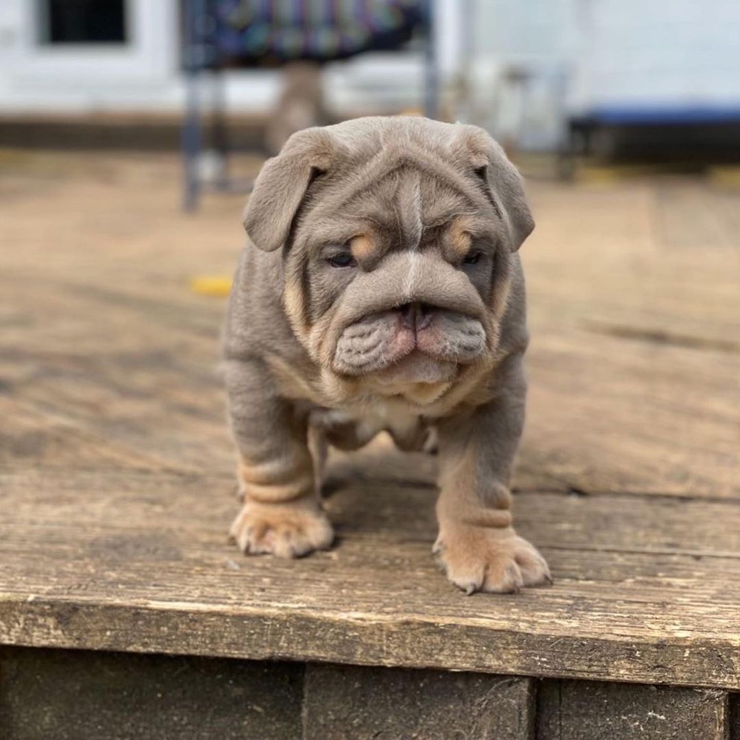 Beautiful English bulldog puppies for sale male & female looking forever home  photo
